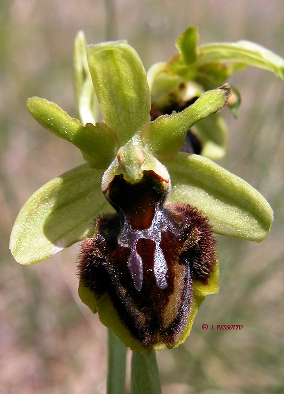 Ophrys occidentalis - Ophrys occidental