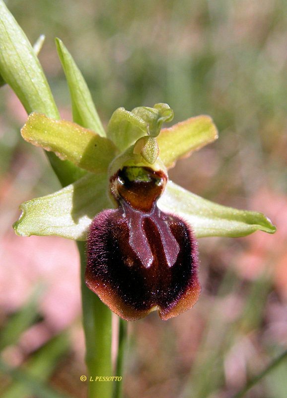 Ophrys occidentalis - Ophrys occidental