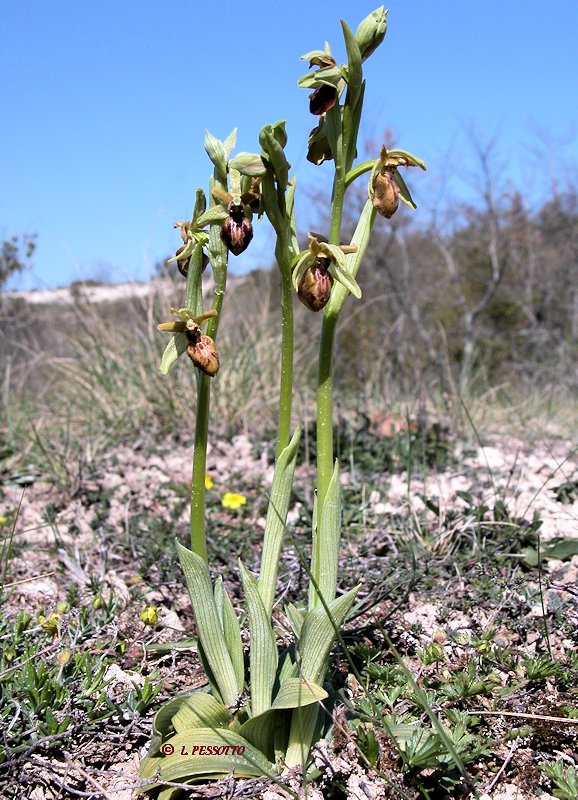 Ophrys occidentalis - Ophrys occidental