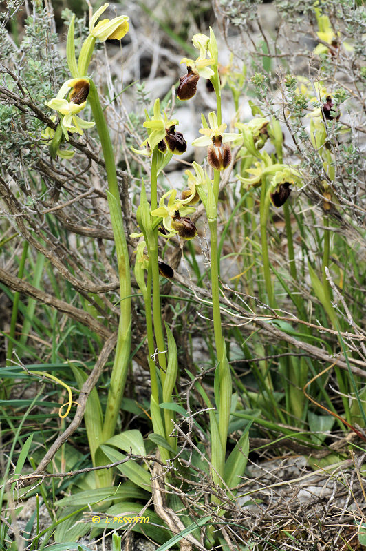 Ophrys occidentalis - Ophrys occidental