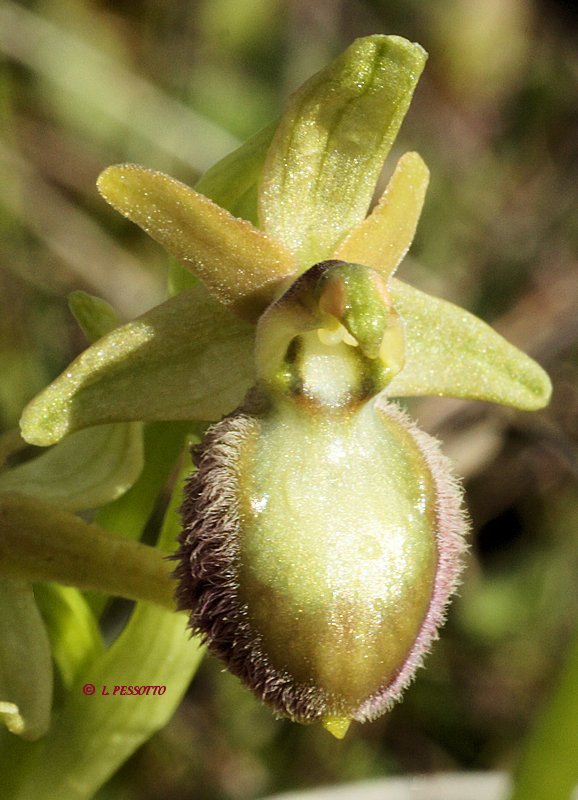 Ophrys occidentalis - Ophrys occidental