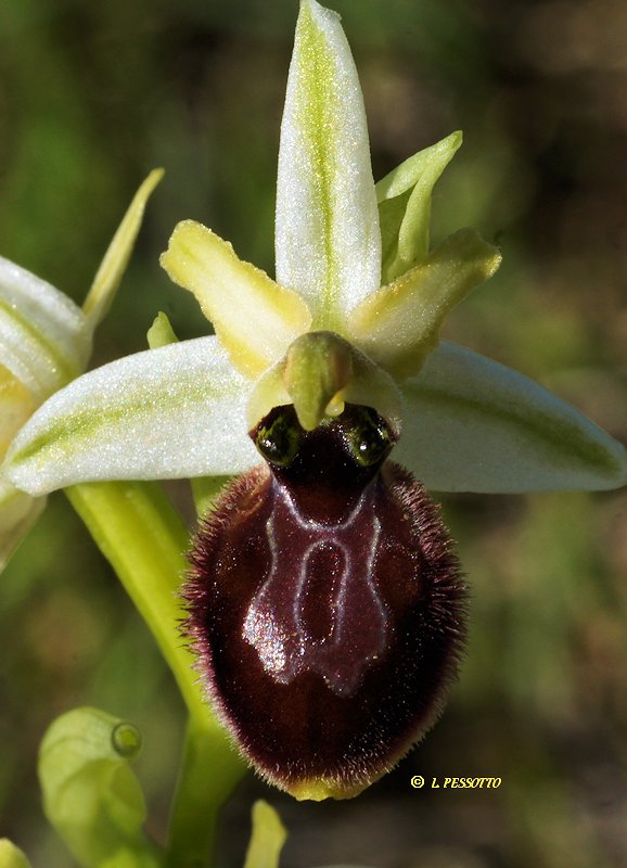 Ophrys occidentalis - Ophrys occidental
