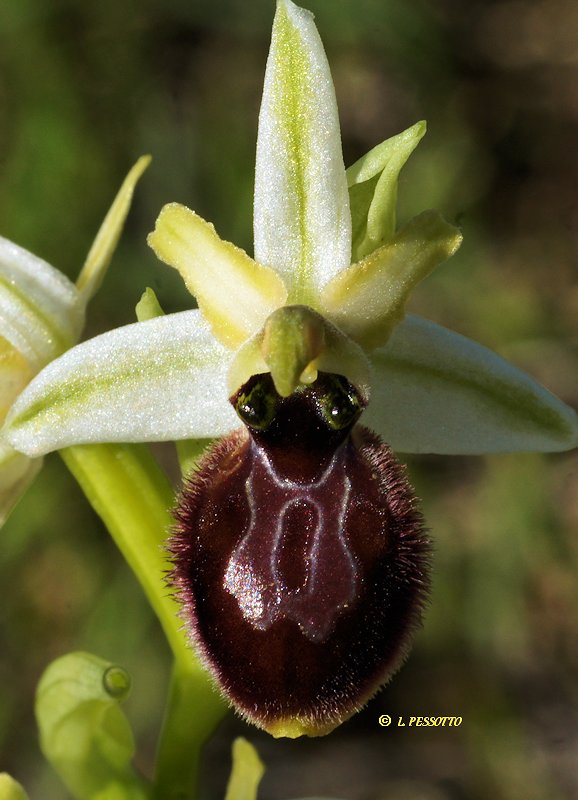 Ophrys occidentalis - Ophrys occidental