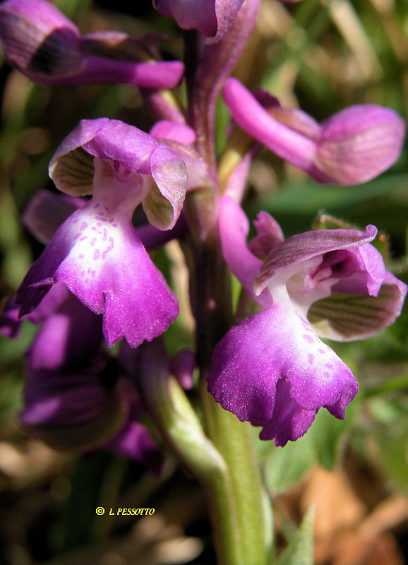 Anacamptis morio subsp. morio - Orchis bouffon