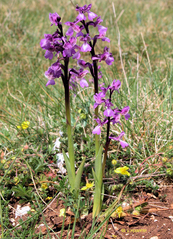 Anacamptis morio subsp. morio - Orchis bouffon