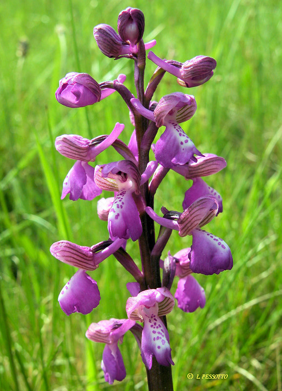 Anacamptis morio subsp. morio - Orchis bouffon