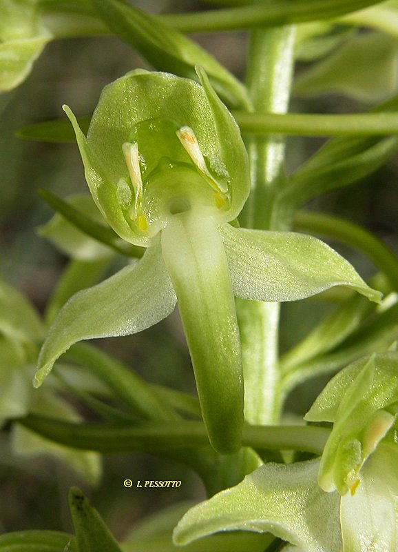 Platanthera chlorantha - Plantanthre verdtre