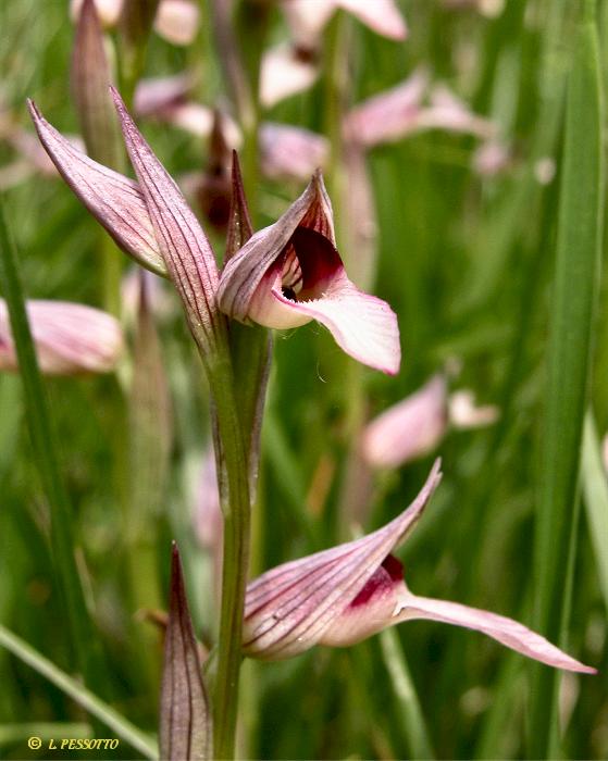 Serapias lingua - S�rapias � languette