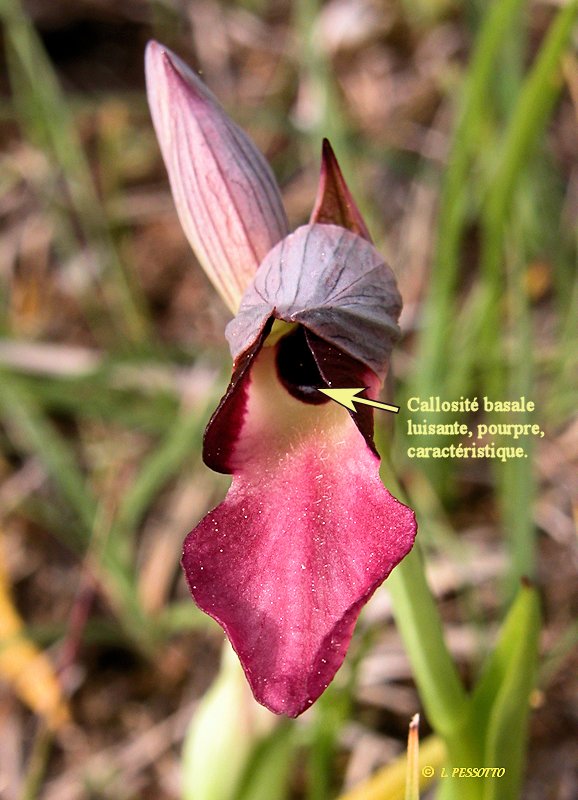 Serapias lingua - S�rapias � languette