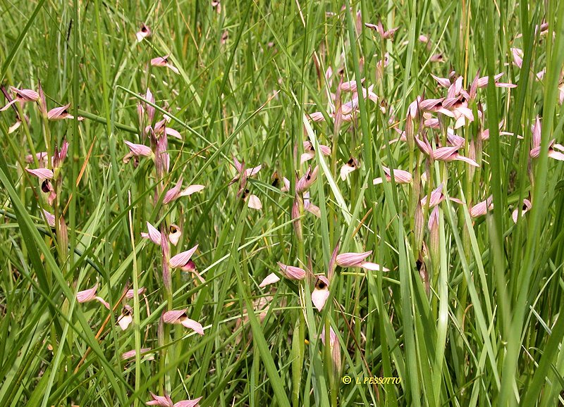 Serapias lingua - S�rapias � languette