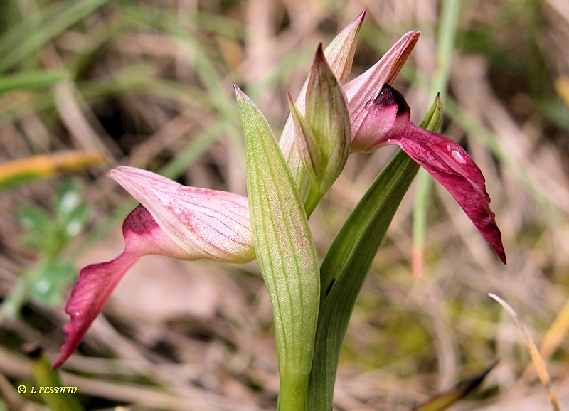 Serapias lingua - S�rapias � languette