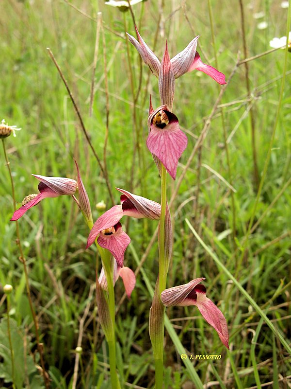 Serapias lingua - S�rapias � languette