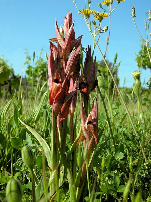 Serapias vomeracea - S�rapias en soc de charrue