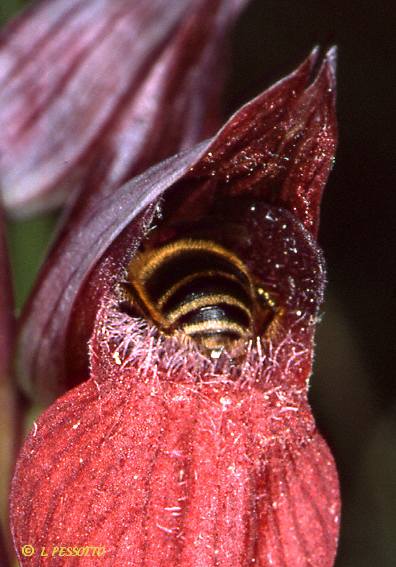 Serapias vomeracea - S�rapias en soc de charrue
