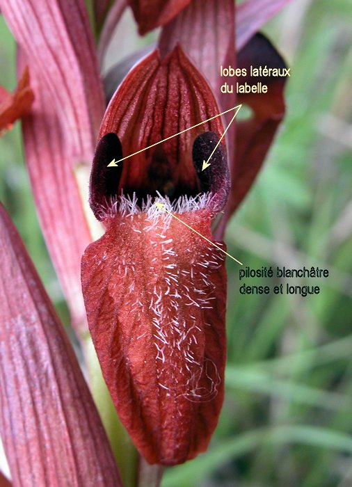 Serapias vomeracea - S�rapias en soc de charrue