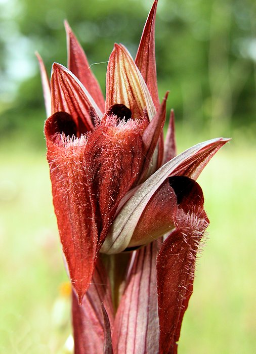 Serapias vomeracea - S�rapias en soc de charrue