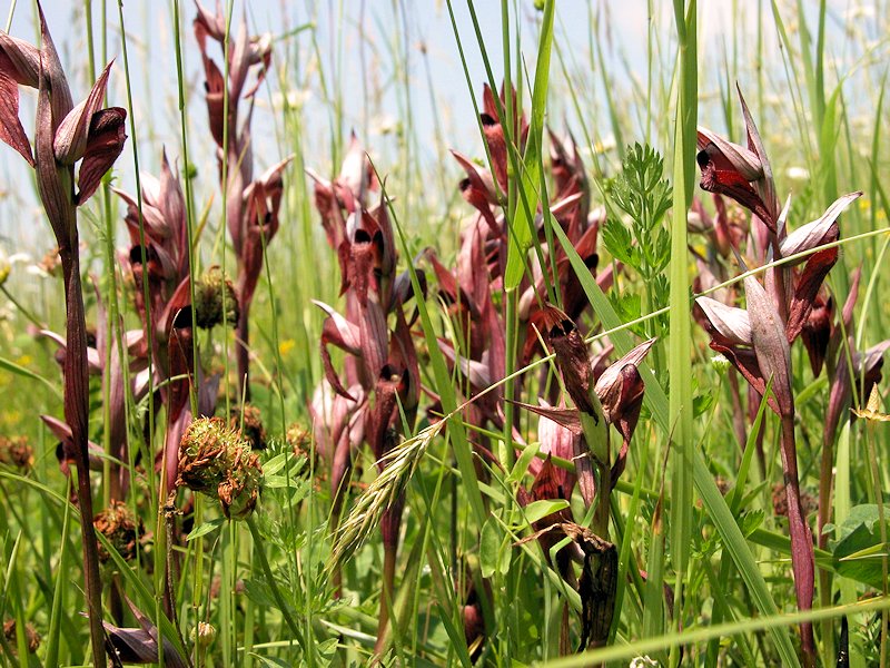 Serapias vomeracea - S�rapias en soc de charrue