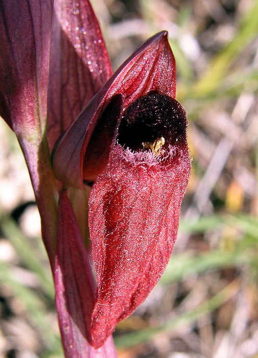 Serapias vomeracea - S�rapias en soc de charrue